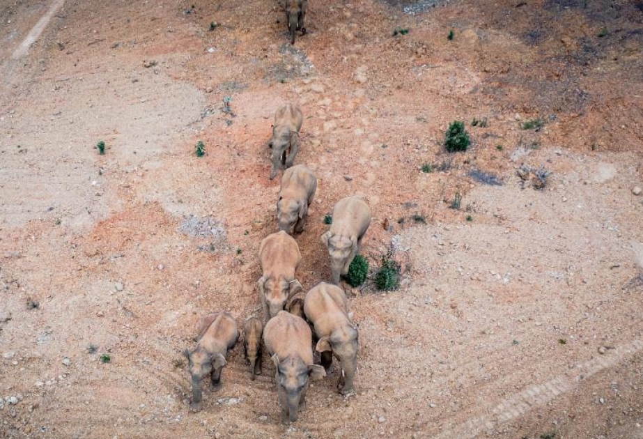 Мигрирующее стадо диких азиатских слонов продвинулось дальше по территории провинции Юньнань