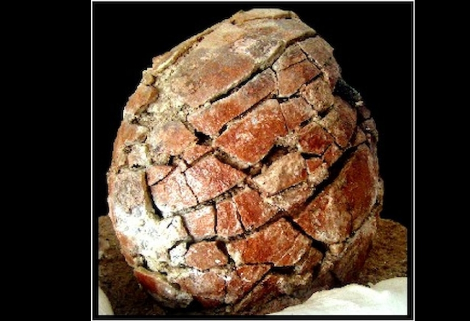 İtaliyanın gömrük xidməti poçt bağlamalarının arasında dinozavr yumurtası tapıb