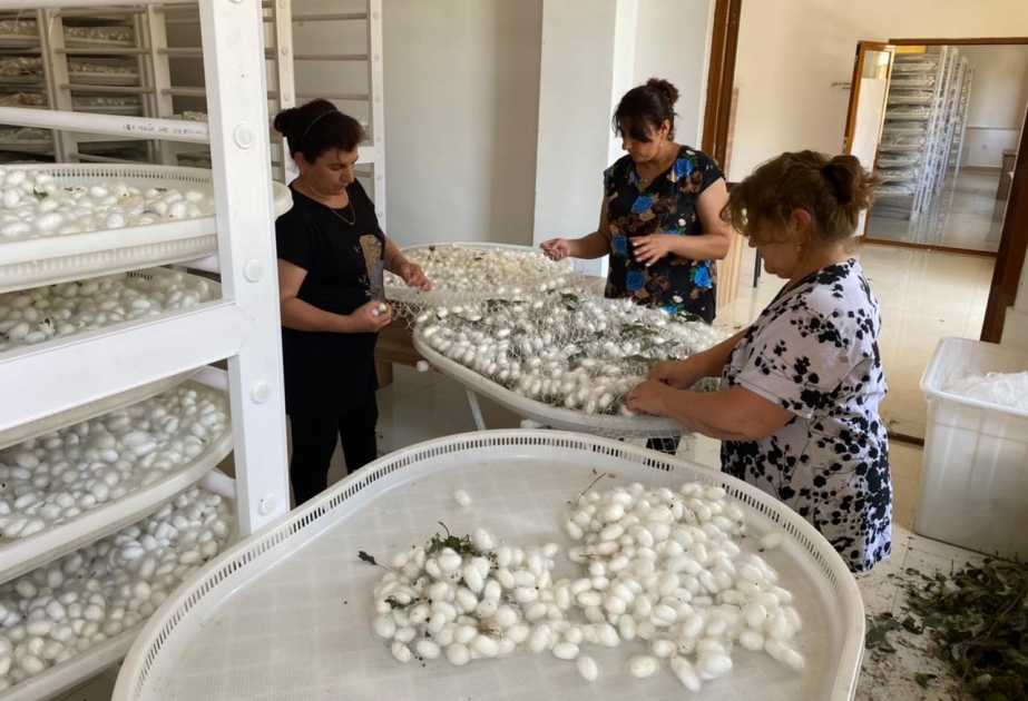 Qaxlı kümçülər barama tədarükünə dair proqnoz-tapşırığa əməl ediblər