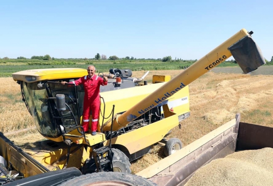 Şamaxı: hər gün zəmilərə 40-dək kombayn çıxarılır