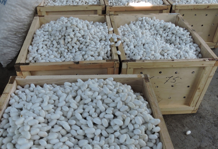 مربي دود القز في شاكي يسلمون نحو 29 طنا من شرانق دود القز الطازجة الى اليوم