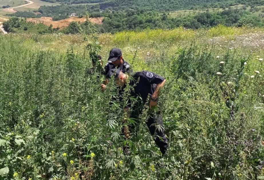 Yeddi tondan artıq çətənə kolu məhv edilib