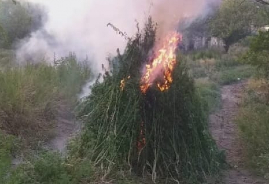Tərtərdə narkotik tərkibli bitkilər aşkarlanıb