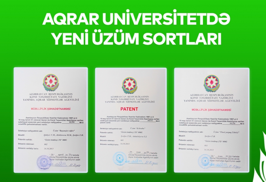 ADAU-da yeni üzüm sortları: “Bayanşirə süfrə”, “Kəhraba” və “Tünd yarpaq Təbrizi”