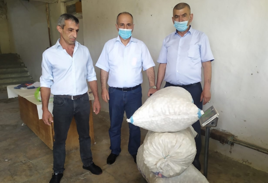 Balakəndə yaş barama istehsalı 10 tondan çox artıb