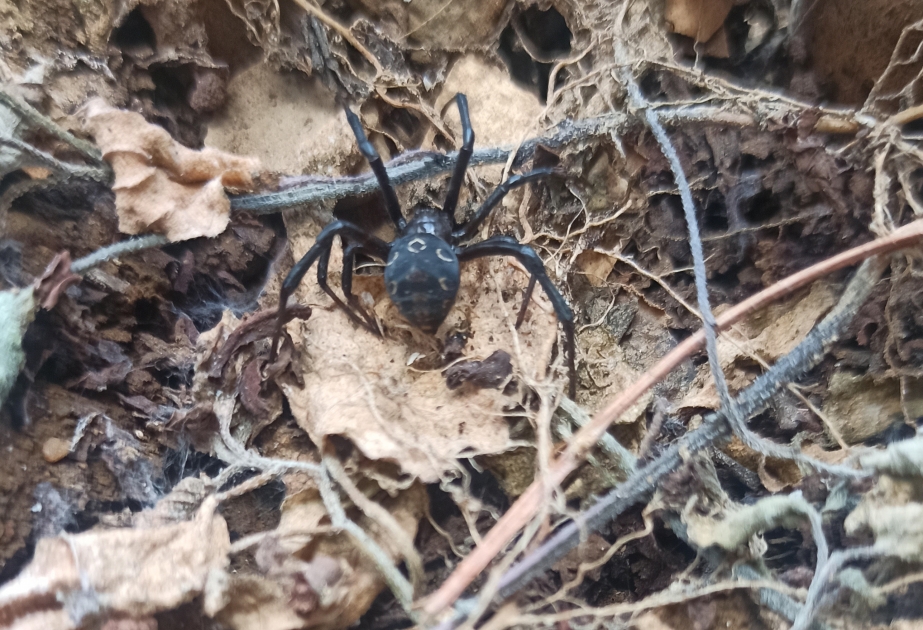 Zoologiya İnstitutunun əməkdaşları ekspedisiyada olublar