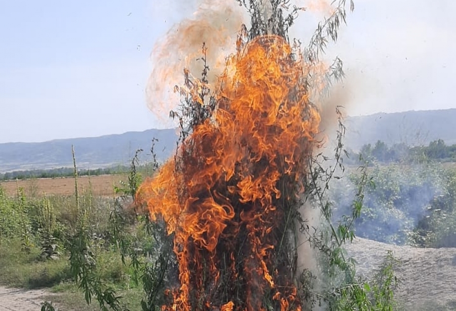 Zaqatalada iki tona yaxın narkotik vasitə məhv edilib