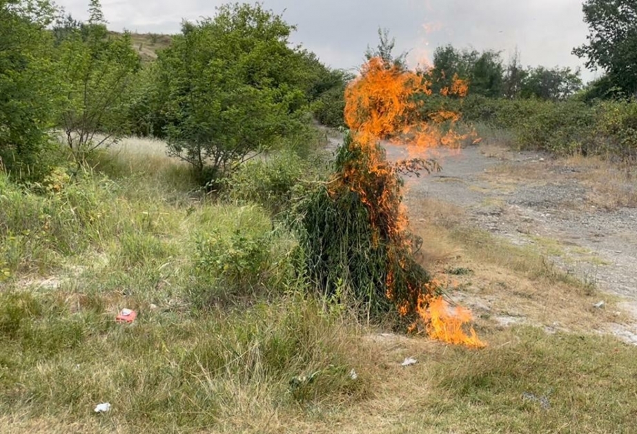 Ağsuda 1 tondan artıq çətənə kolu yandırılıb