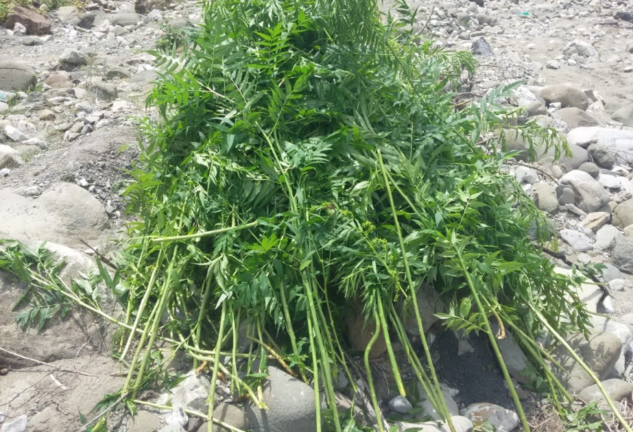 İsmayıllıda 1548 çətənə kolu aşkarlanaraq məhv edilib