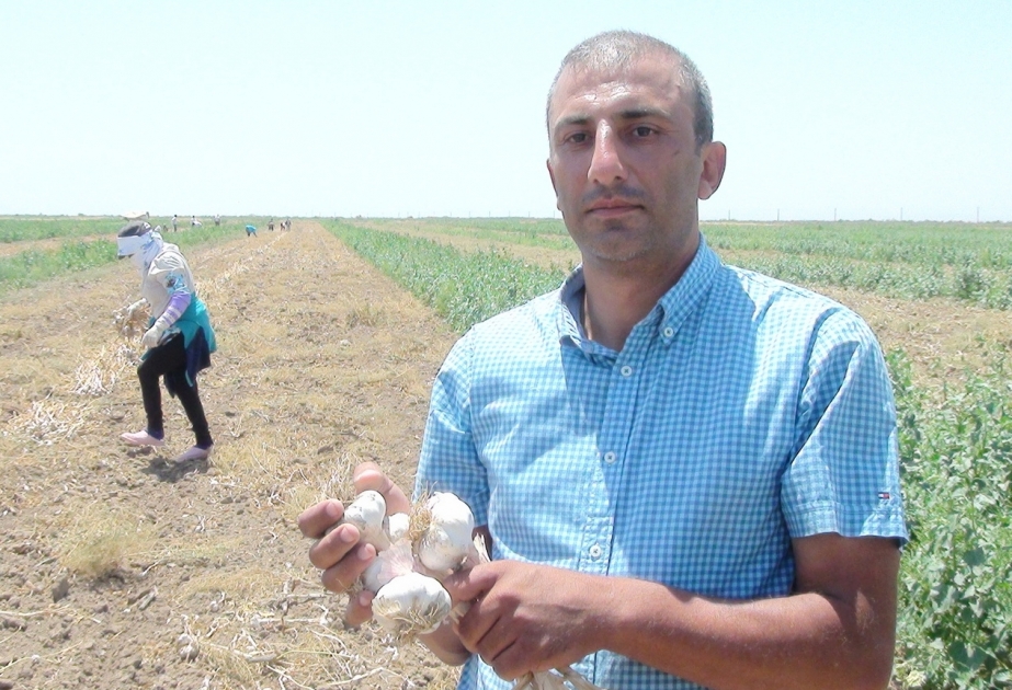 Biləsuvarda ilk dəfə geniş sahədə sarımsaq əkilib, bol məhsul yetişib FOTO VİDEO