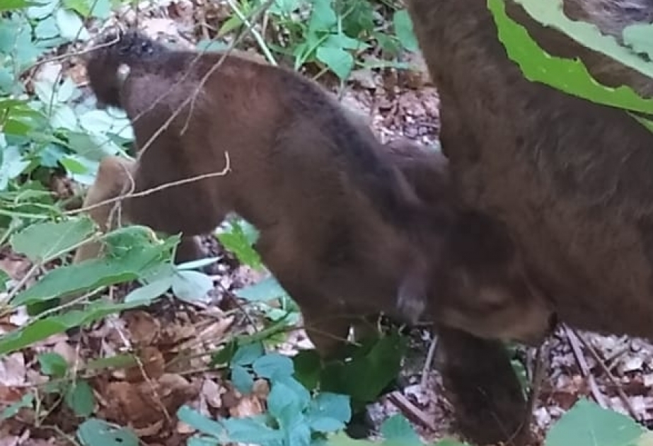 Şahdağ Milli Parkında daha bir zubr balası dünyaya gəlib