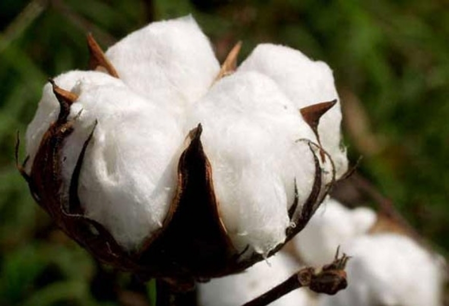 Im Mai exportiert Aserbaidschan Rohbaumwolle im Wert von 44,7 Millionen USD