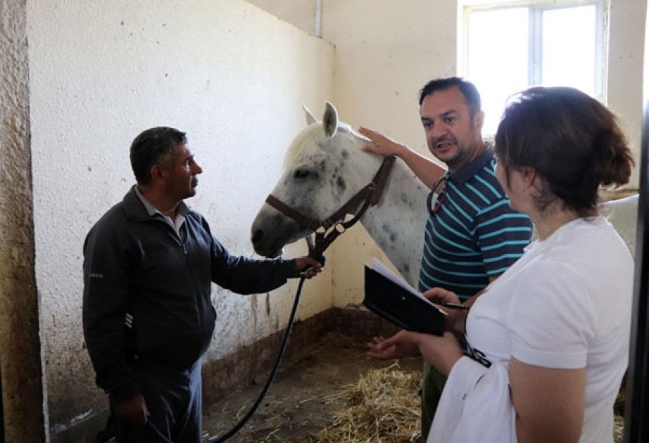 “Qarabağ və Dilbaz at cinslərinin genom profilinin tədqiqi” layihəsi üzrə tədqiqat işləri davam etdirilir