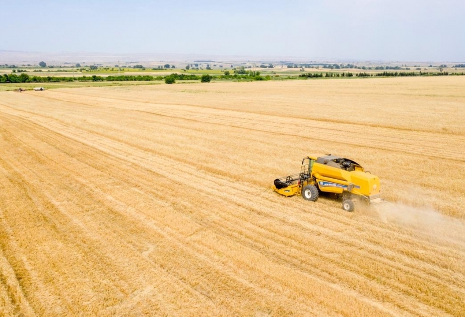 El 81,3% de los campos de cereales de Azerbaiyán han sido cosechados