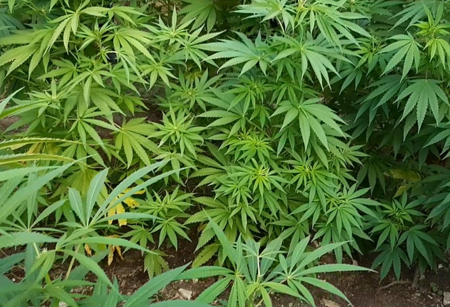 Buzovnada çətənə kolu və marixuana aşkar edilib
