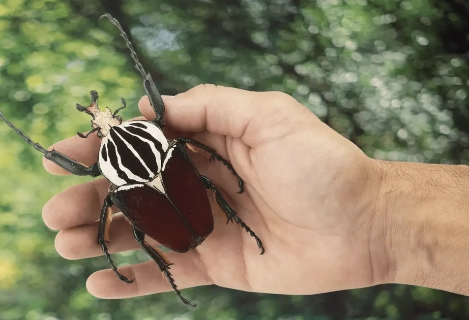 5 самых больших насекомых на Земле