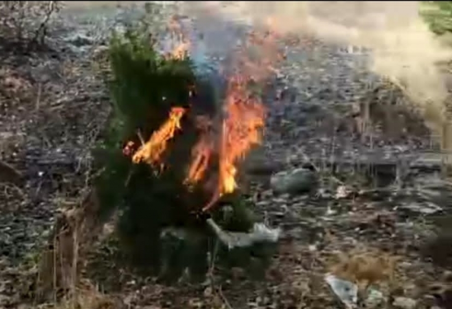 "خشخاش 2021م" تكشف عن مزارع النباتات المخدرة بقرية قاجار في فضولي المحررة من وطأة احتلال أرمينيا