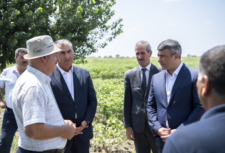 Ministro de Agricultura se reunió con los cultivadores de algodón en Salyan