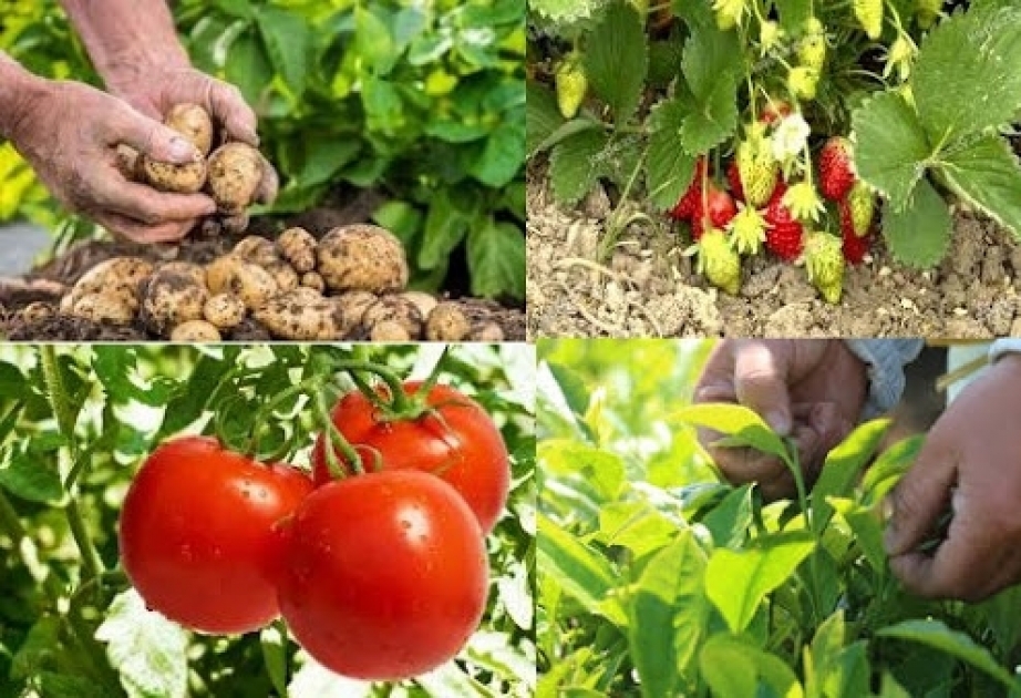 Astarada indiyədək 621,9 hektar tərəvəz sahəsindən məhsul yığılıb