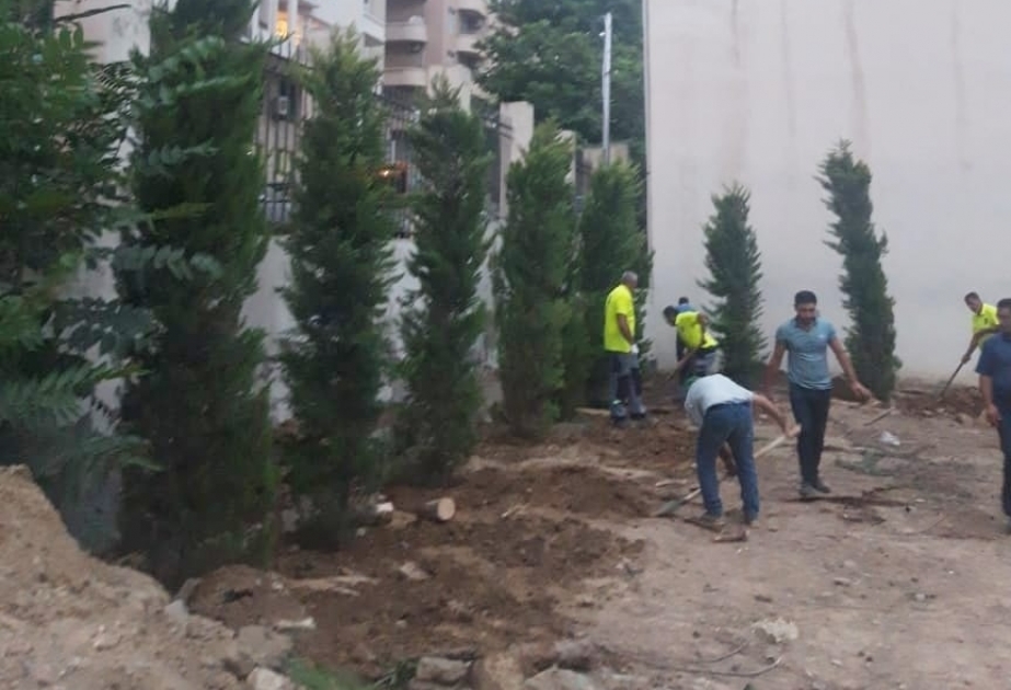 Qurumuş ağacların yerinə yeniləri əkilib