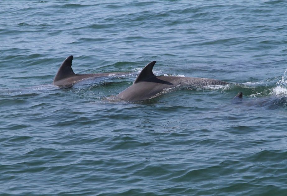Два застрявших на мели дельфина выпущены в море на востоке Китая