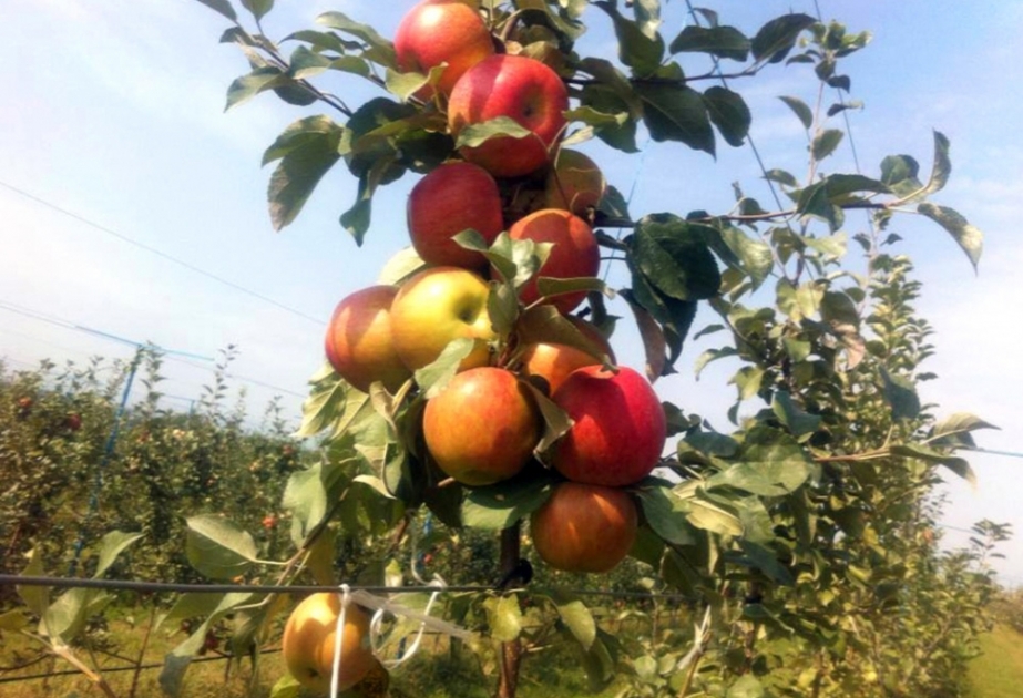 Balakənin meyvə bağlarından indiyədək 2327 ton məhsul tədarük edilib