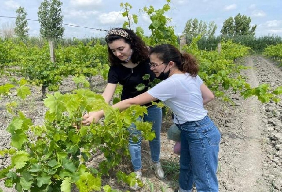 Molekulyar Biologiya və Biotexnologiyalar İnstitutunun əməkdaşları bitkilərdə xəstəlik törədən virusların monitorinqini aparıblar