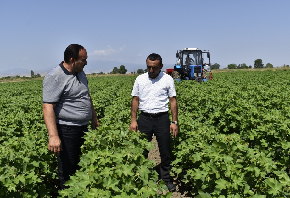 Tərtər pambıqçıları 2021-ci ili də yüksək göstəricilərlə başa vurmağı hədəfləyiblər  REPORTAJ FOTO