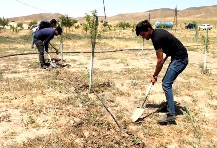 Şahbuzda yaşıllıq sahələrinin su təminatı yaxşılaşdırılır