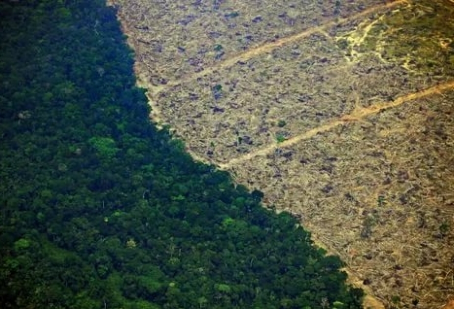 Более 10 тыс видов растений и животных в Амазонии находятся под высоким риском исчезновения