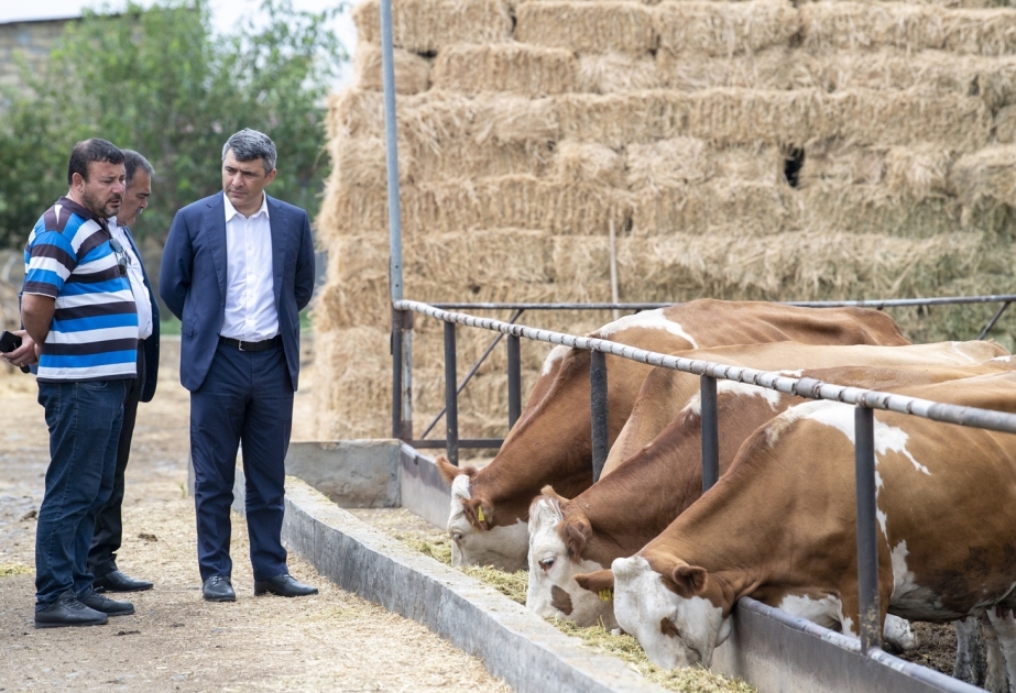 Este año se han plantado unas 11 mil hectáreas de girasol en Azerbaiyán