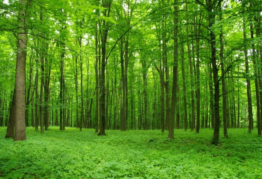 En Azerbaiyán se está implementando un proyecto para crear un atlas forestal