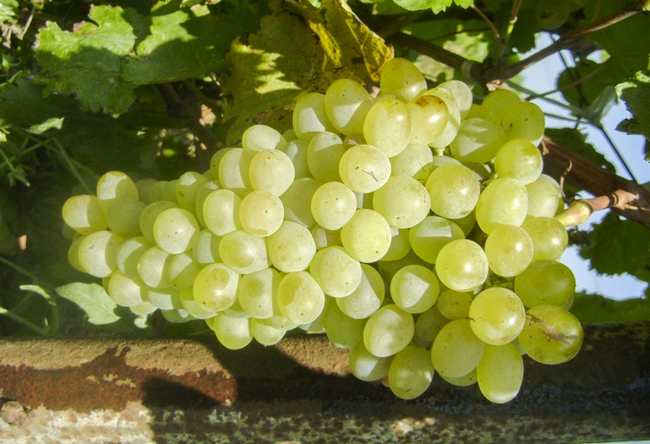Azerbaiyán ha desarrollado una nueva variedad de uva