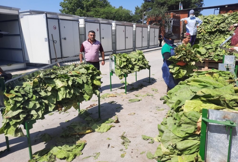 “Zaqatala AGRO İndustry” MMC-nin emal məntəqəsi indiyədək istehsalçılardan 107 ton yaş tütün qəbul edib