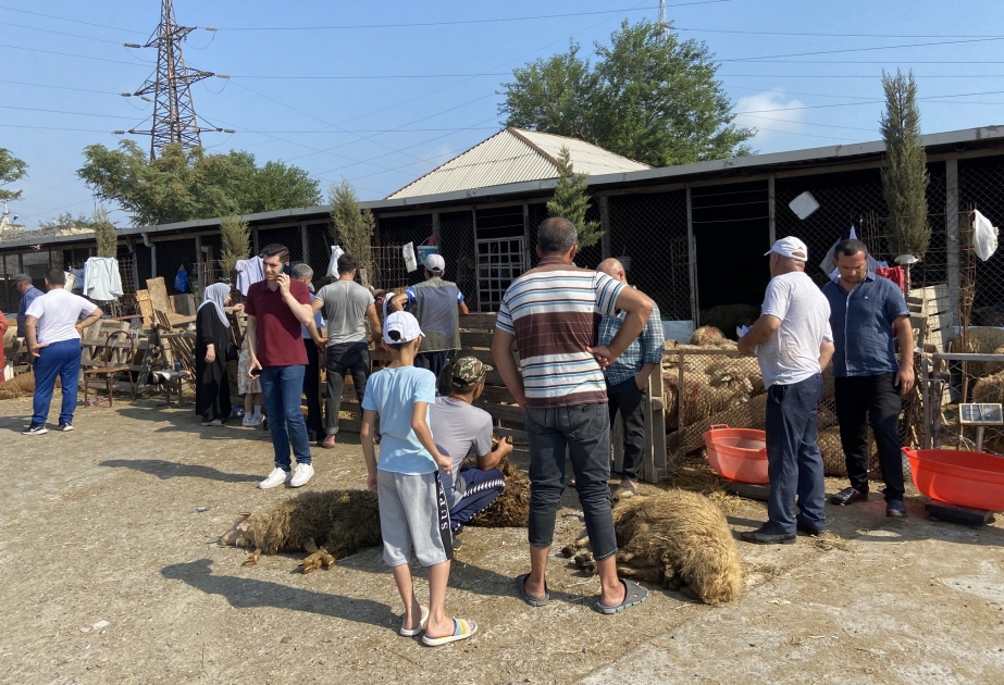 Abşeron və Sumqayıtda qurbanlıq heyvanların satışının və kəsiminin təşkili məmnunluqla qarşılanıb