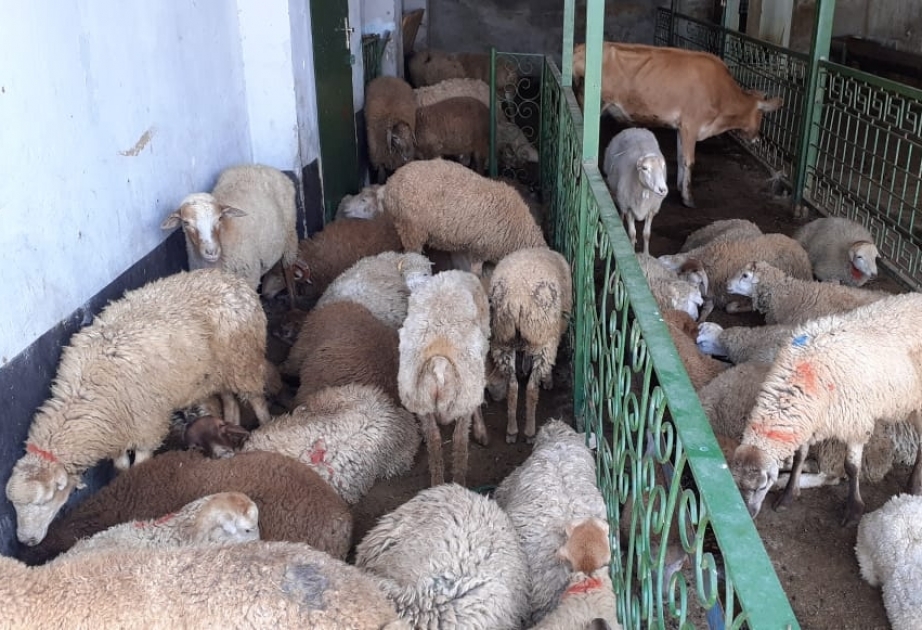 İsmayıllıda 8 min ailəyə Qurban payı verilib