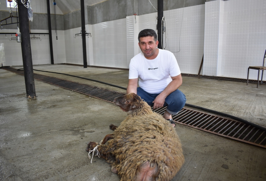 Qurban bayramı ilə əlaqədar Tərtərdə iki ünvanda heyvanların kəsimi və satışı həyata keçirilib