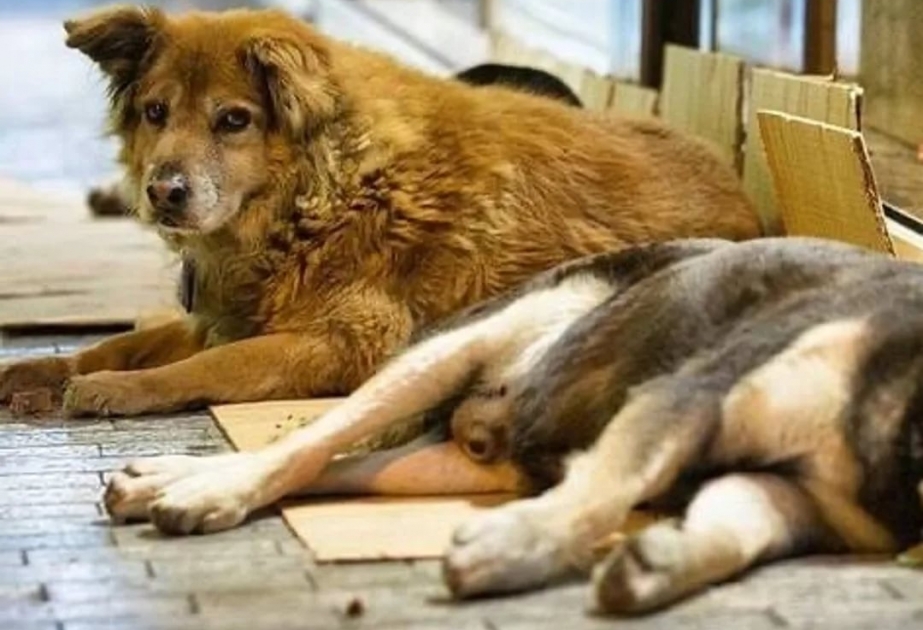 Португалия проведет первую перепись бродячих животных
