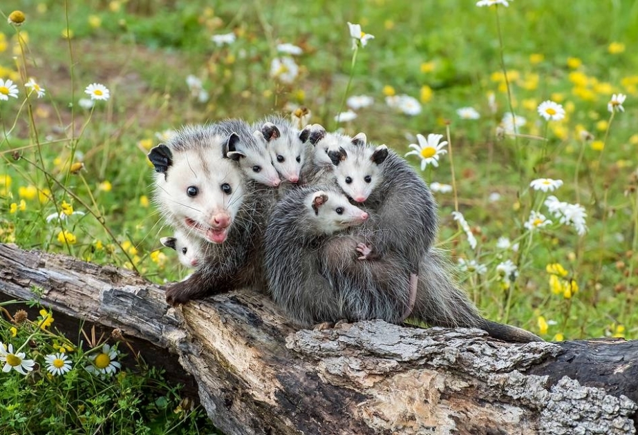 Bioloqlar ilk dəfə olaraq kisəli opossumun DNT-də dəyişiklik ediblər