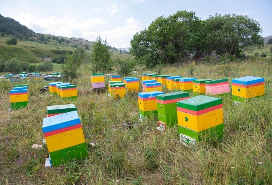 Después de Kalbajar, las explotaciones apícolas se trasladaron a los pastos de Lachin