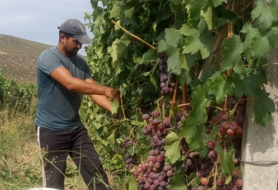 İsmayıllı rayonunda üzüm yığımına başlanılıb