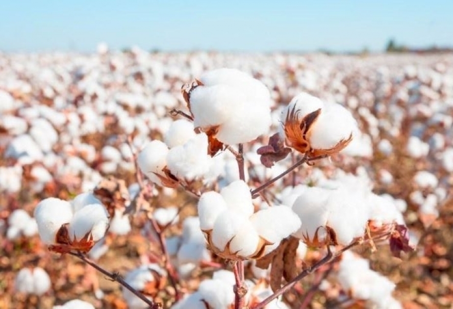 Export von Baumwollgarn- und Fasern gestiegen