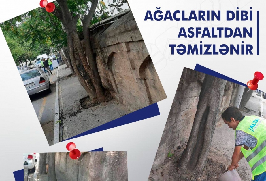 Ağacların dibi asfaltdan təmizlənir