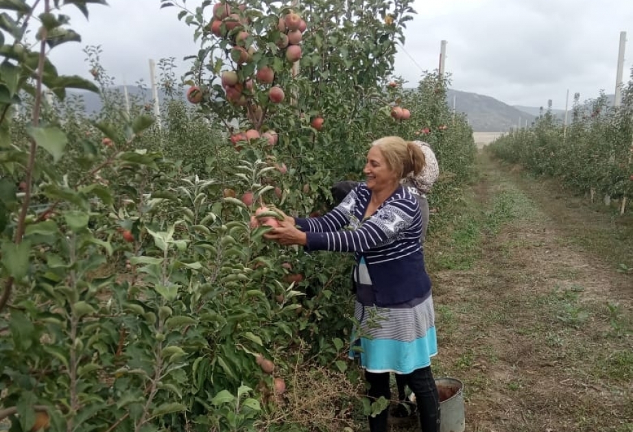 İsmayıllıda bağlardan 1000 tona yaxın meyvə yığılıb