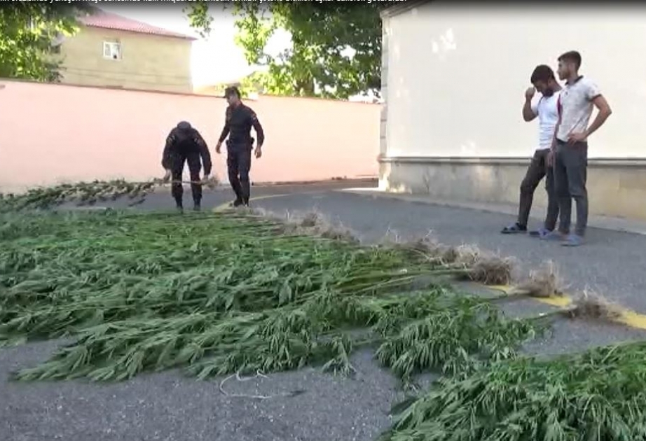 İsmayıllıda meşədə narkotik becərən şəxslər yaxalanıblar