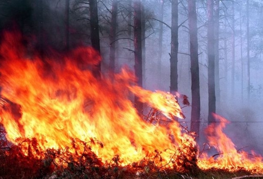 Ecocidio en Karabaj: Incendios intencionados