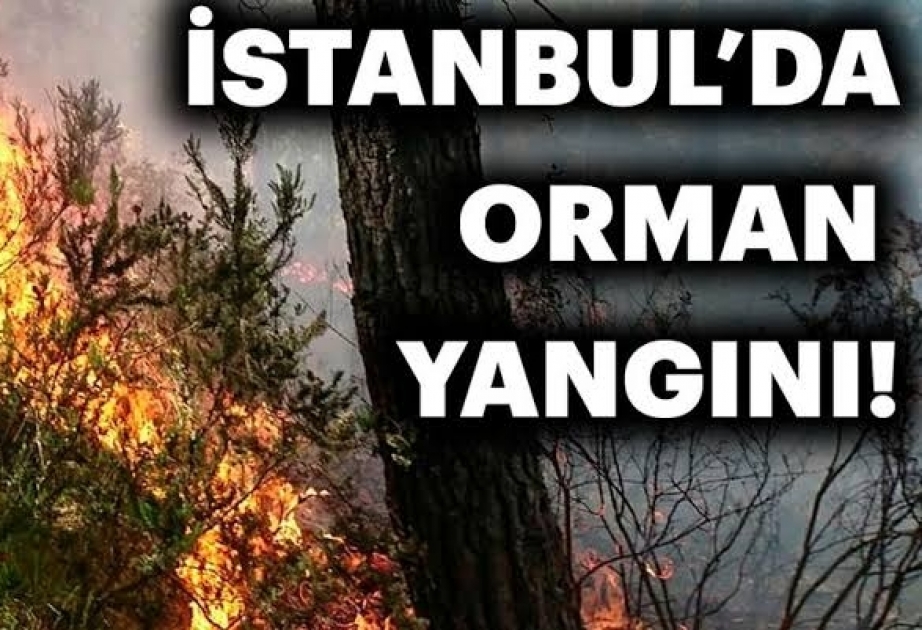 İstanbulda meşəlik ərazidə yanğın baş verib