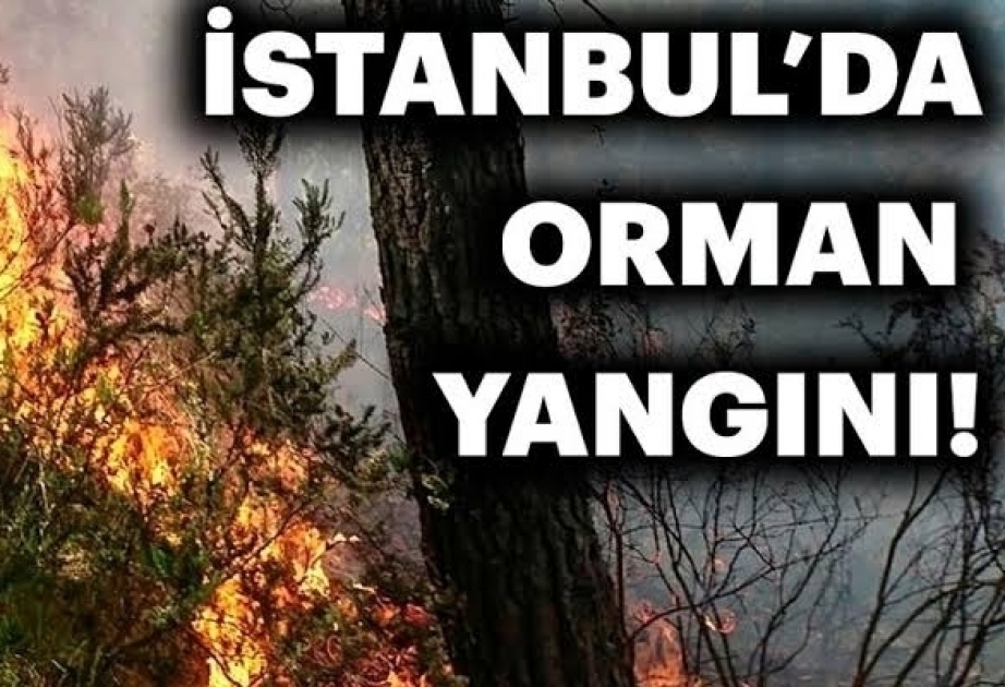 اندلاع حريق في منطقة غابات في إسطنبول