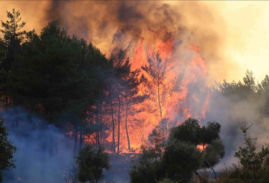 Bomberos han logrado controlar 160 de los 174 incendios forestales en Turquía
