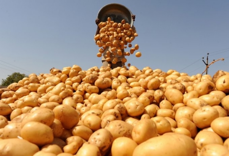 Ağsu rayonunda 1400 tondan çox kartof istehsal olunub